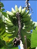 Polinesia (www.viajar24h.com)-492